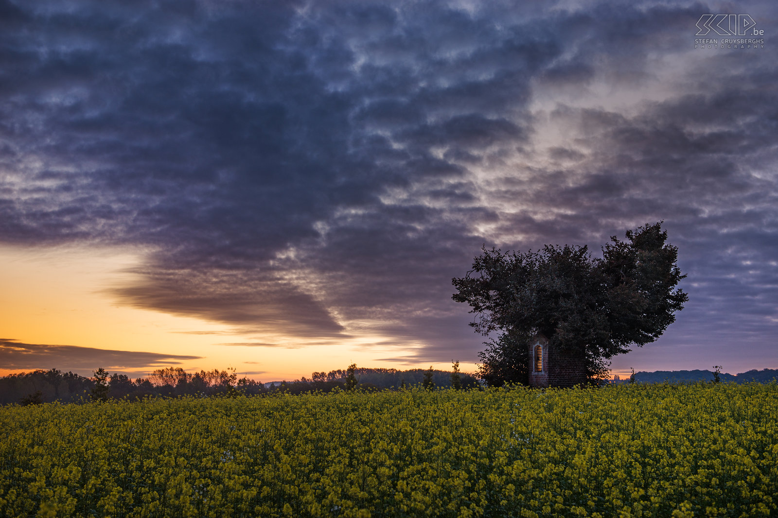 Sint-Pieters-Rode - Sint Jozefskapel bij zonsopgang Zonsopgang tussen het bloeiende koolzaad nabij de kleine Sint Jozefskapel. De oude linde boom werd beschadigd tijdens een storm in 2014. De kapel ligt vlakbij het kasteel van Horst in Sint-Pieters-Rode, een deelgemeente van Holsbeek in Vlaams-Brabant. Stefan Cruysberghs